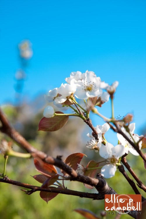 King Farm pear blossoms