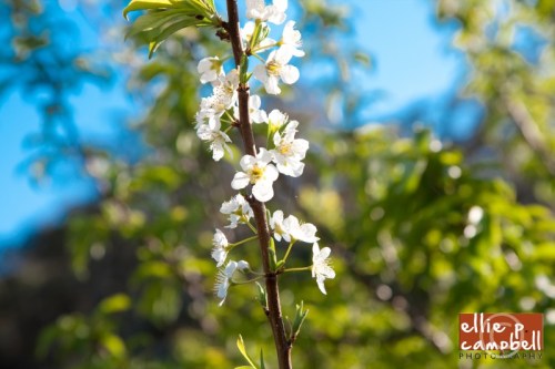 King Farm plum blossoms
