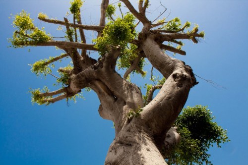 tree in Yafo tree in Yafo