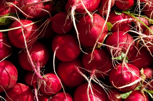 radishes